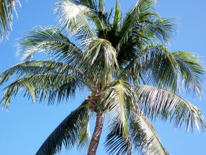 Not a feather duster!! It's the beautiful Florida Palm Tree