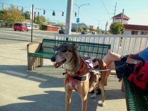 Greyhound in Dewey Beach