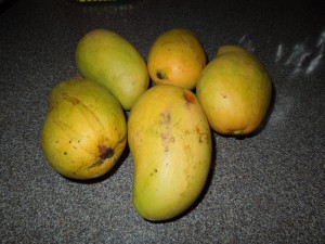 Giant in Rehoboth Beach Mangoes